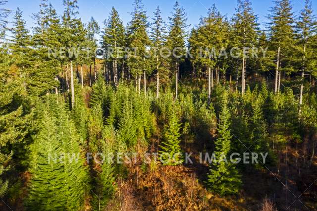 Conifer Plantation 01