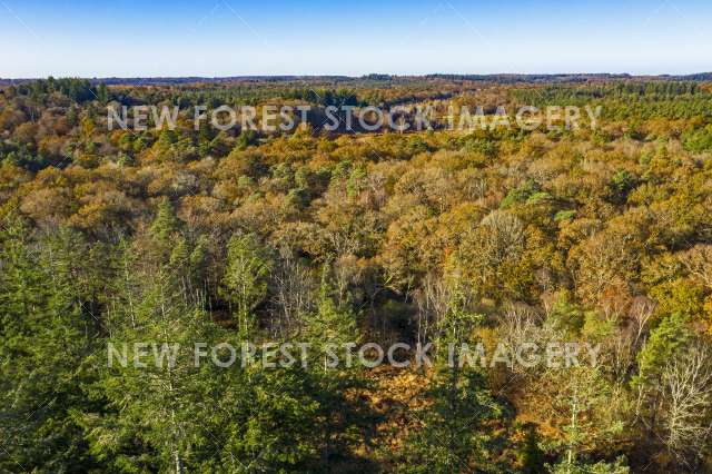 Autumn Canopy 03