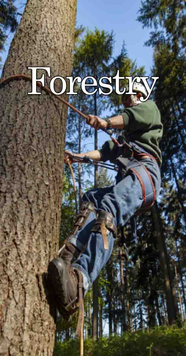 New-Forest-Forestry