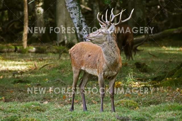 Red Deer 64