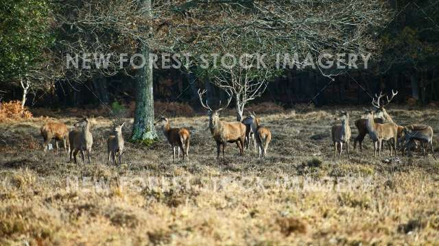 Red Deer 65