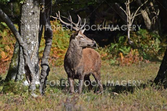 Red Deer 66