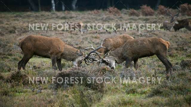 Red Deer 72