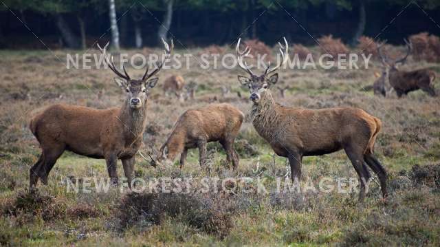 Red Deer 63