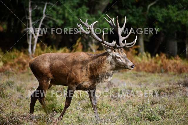 Red Deer 67