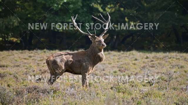 Red Deer 74