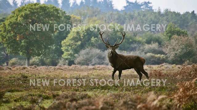 Red Deer 73