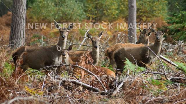 Red Deer 59