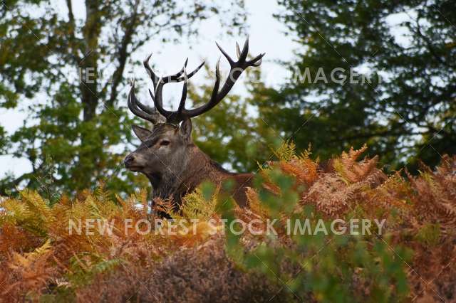 Red Deer 61