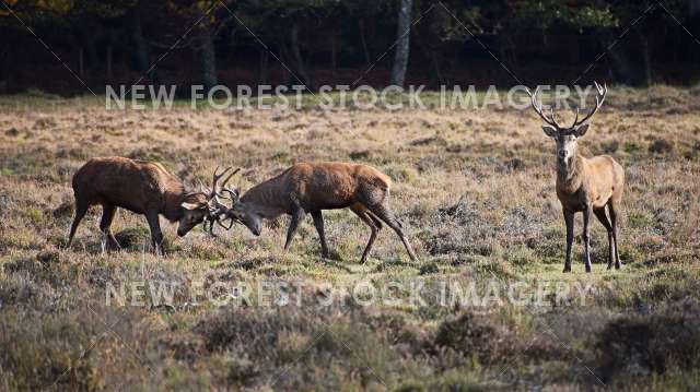 Red Deer 69