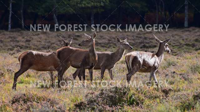 Red Deer 60