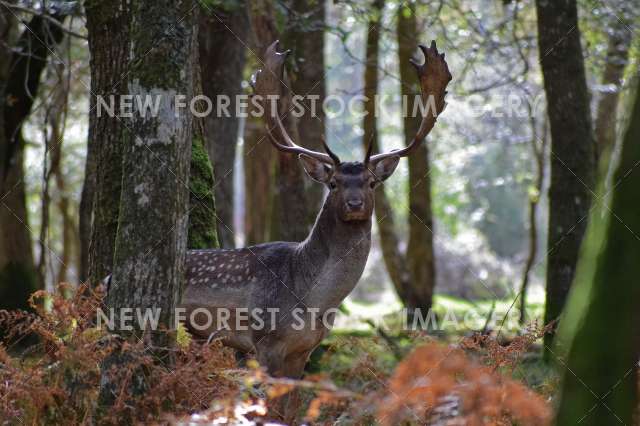 Fallow Deer 30