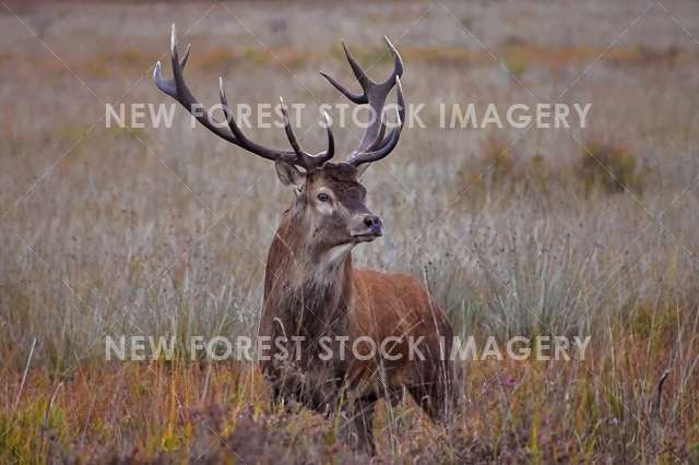 Red Deer 70