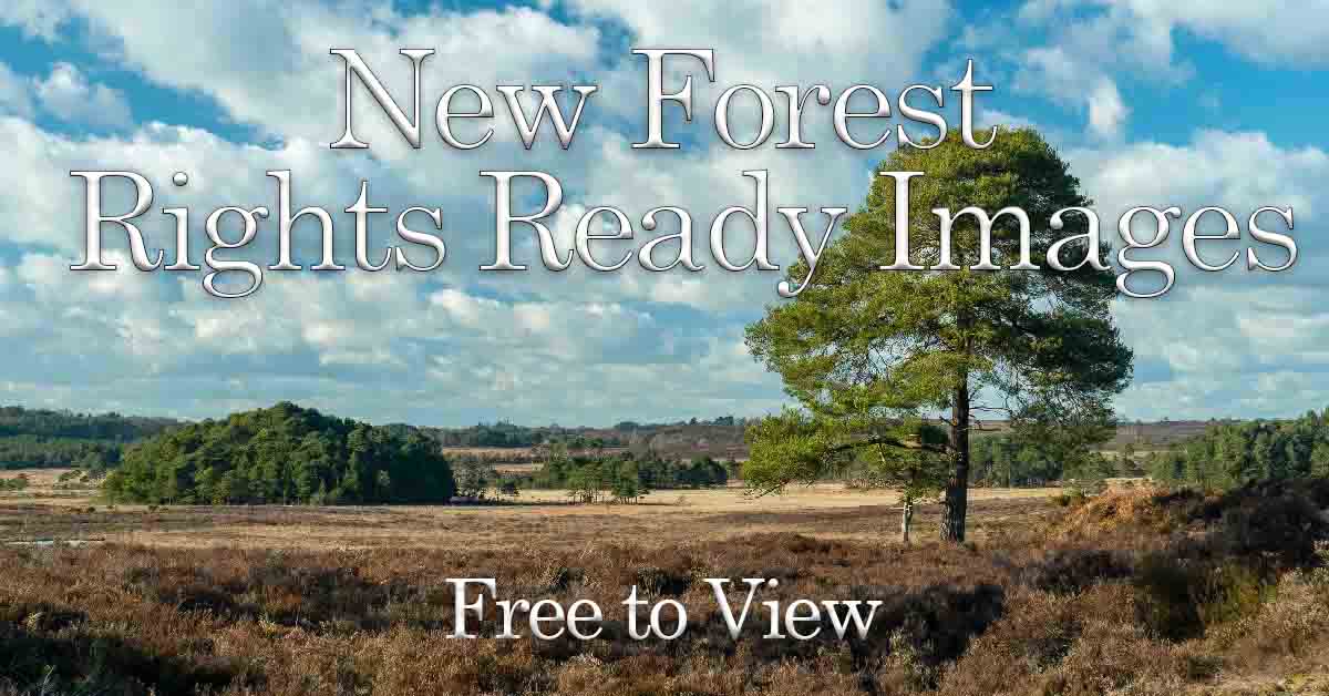 New-Forest-Stock-Imagery - Register